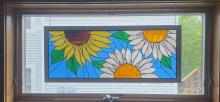 Sunflower Daisy Horizontal